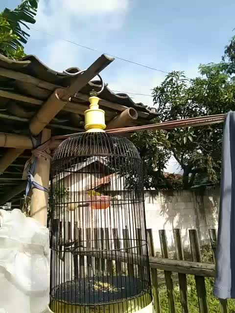 burung pleci  #short  #HOTrctiplus  #RCTIPlus 