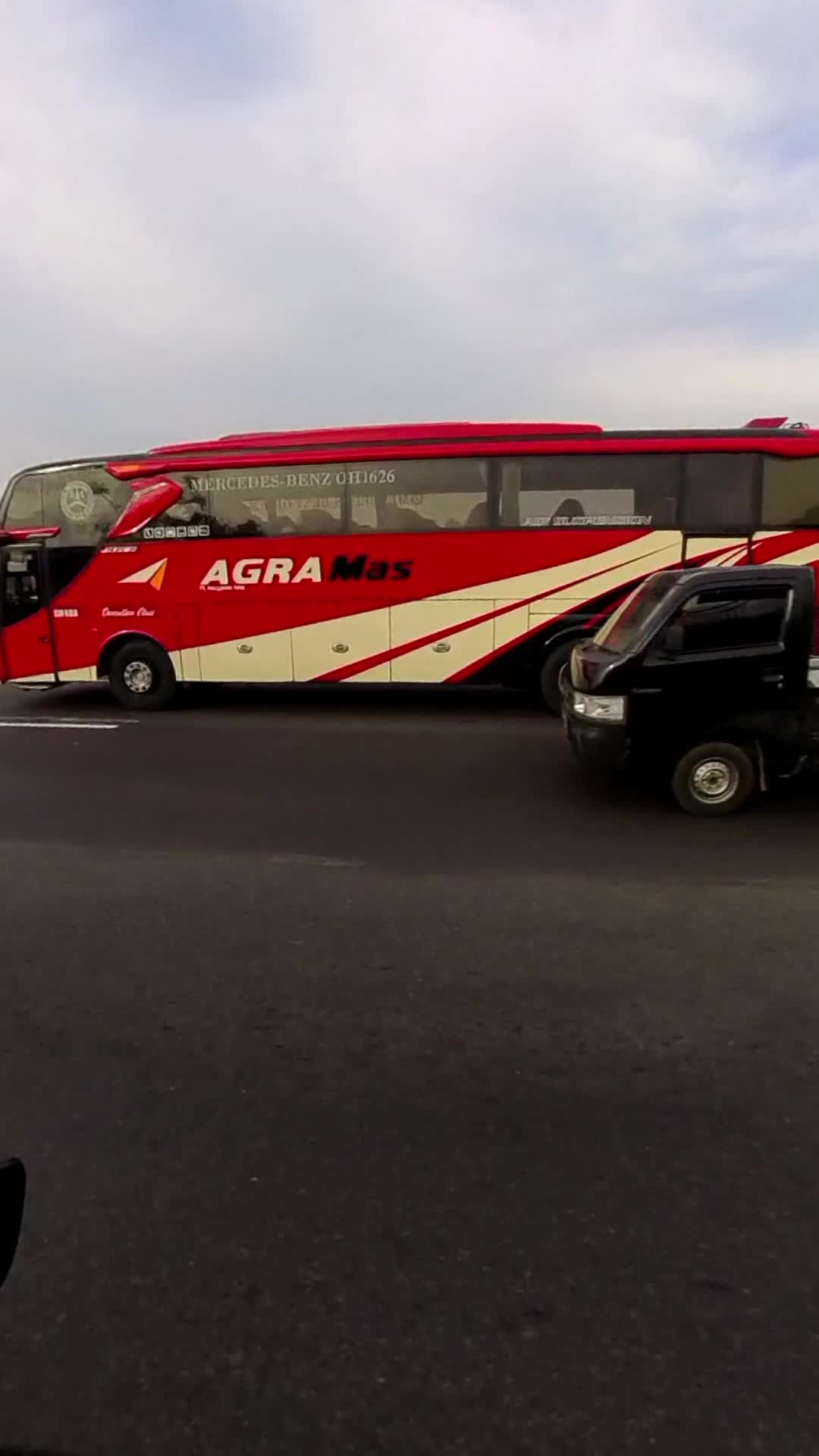semut merah agra mas