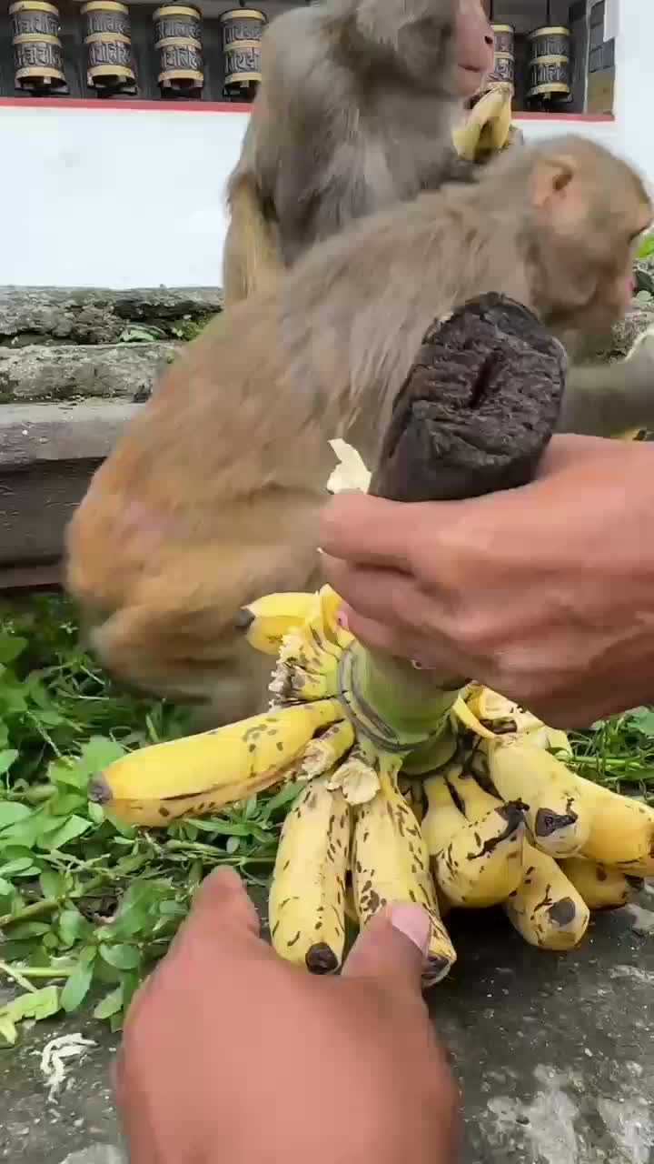 beri makan

 #videoviral
