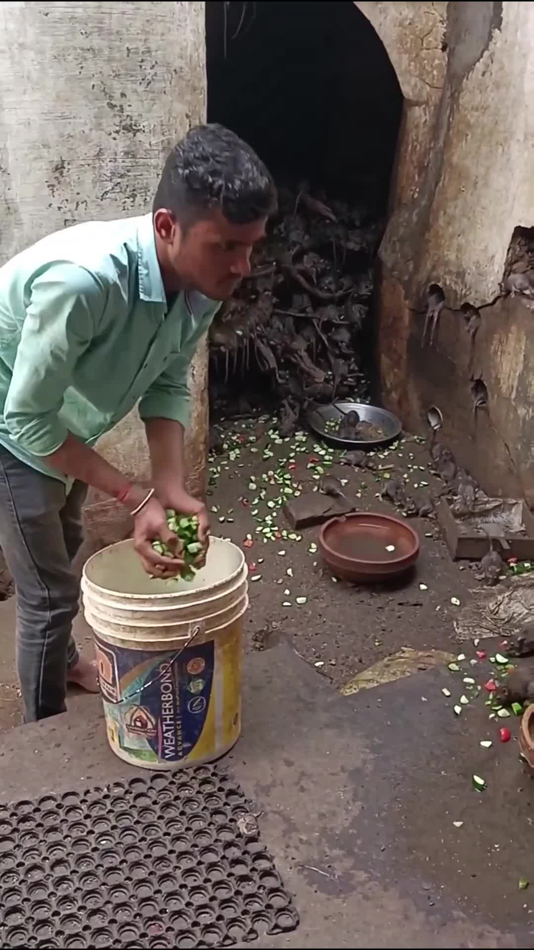 Perbedaan Tikus India vs Indonesia #tikus #india #indonesia