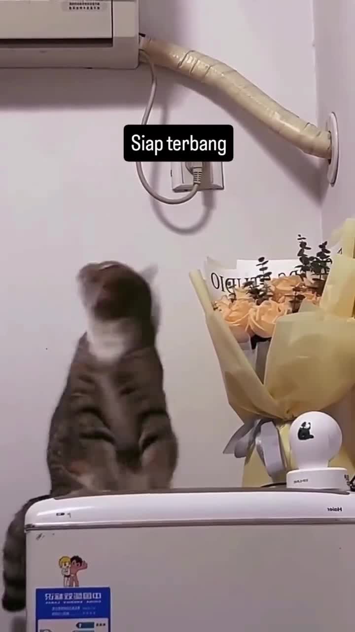 Siap Kapten
#Fyp #kucing #kucingindonesia #videoviral #videolucu #videongakak #ngakak #lucu #like #dagelan #HOT