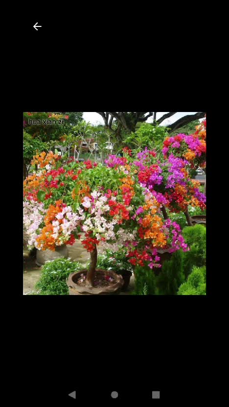 Bunga yang tumbuh cantik meski tanpa perawatan khusus #kebunshaka #bungatanpaperawatan #infoberkebun 
