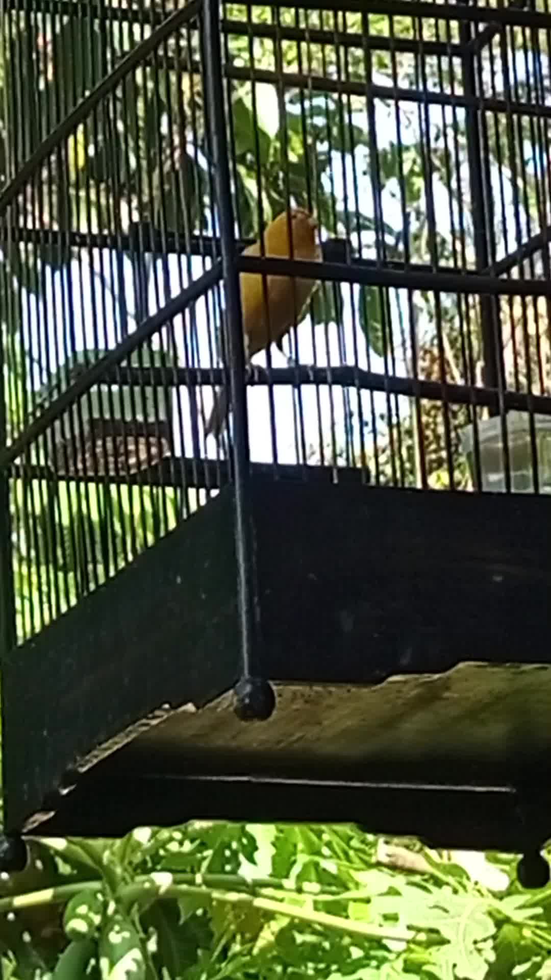 burung kuning berkicau