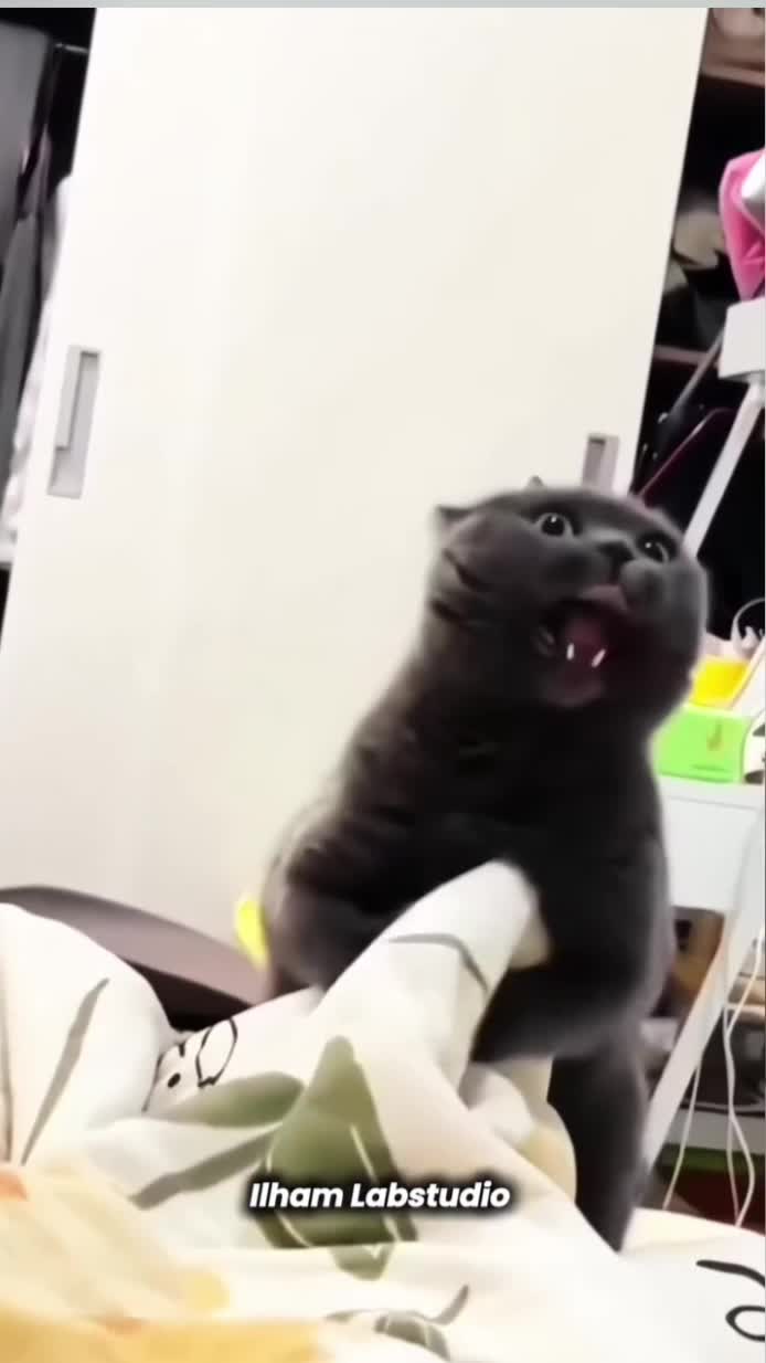 Keangkeran Malam yang Mencekam #komedilucu #hiburan #lucu #ngakak #kucinglucu #horor #horor tapi lucu 