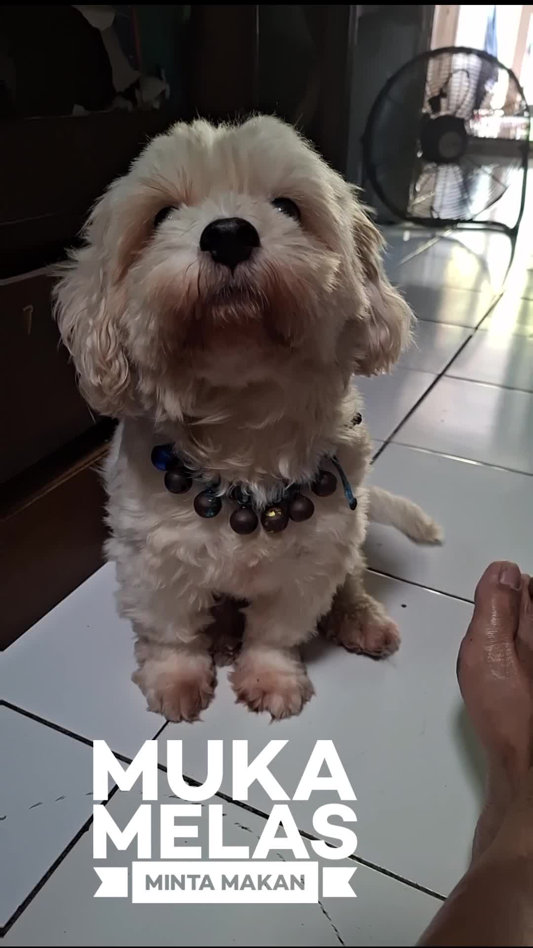 mopi mnt makan