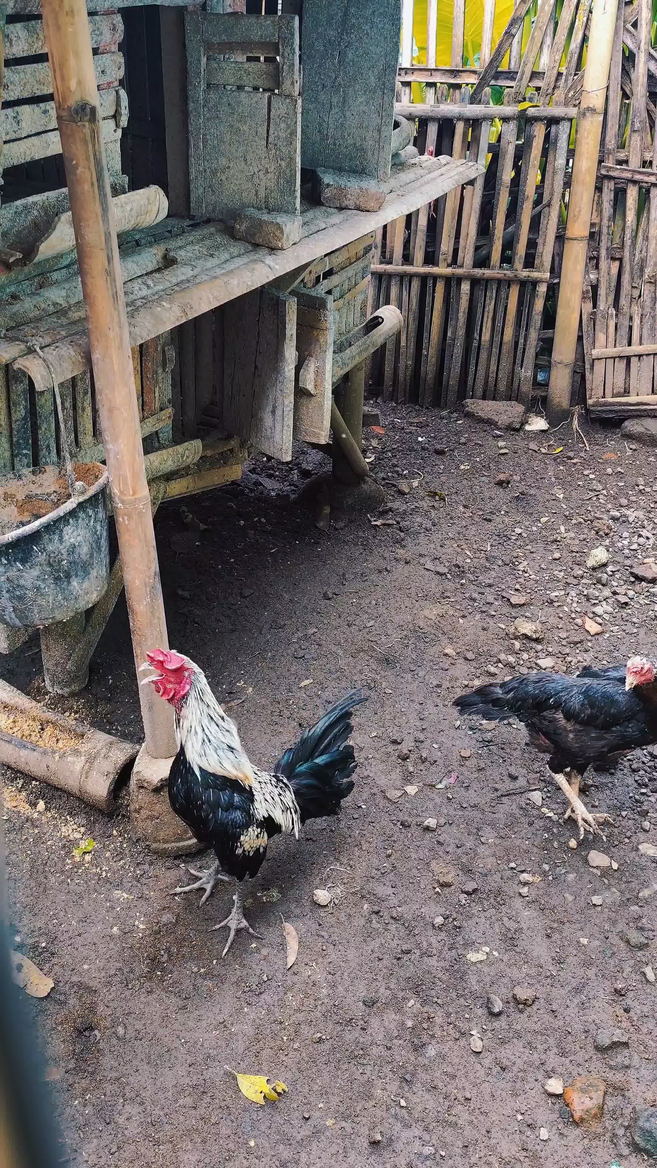 Maraban hayam  #RCTIPlus 