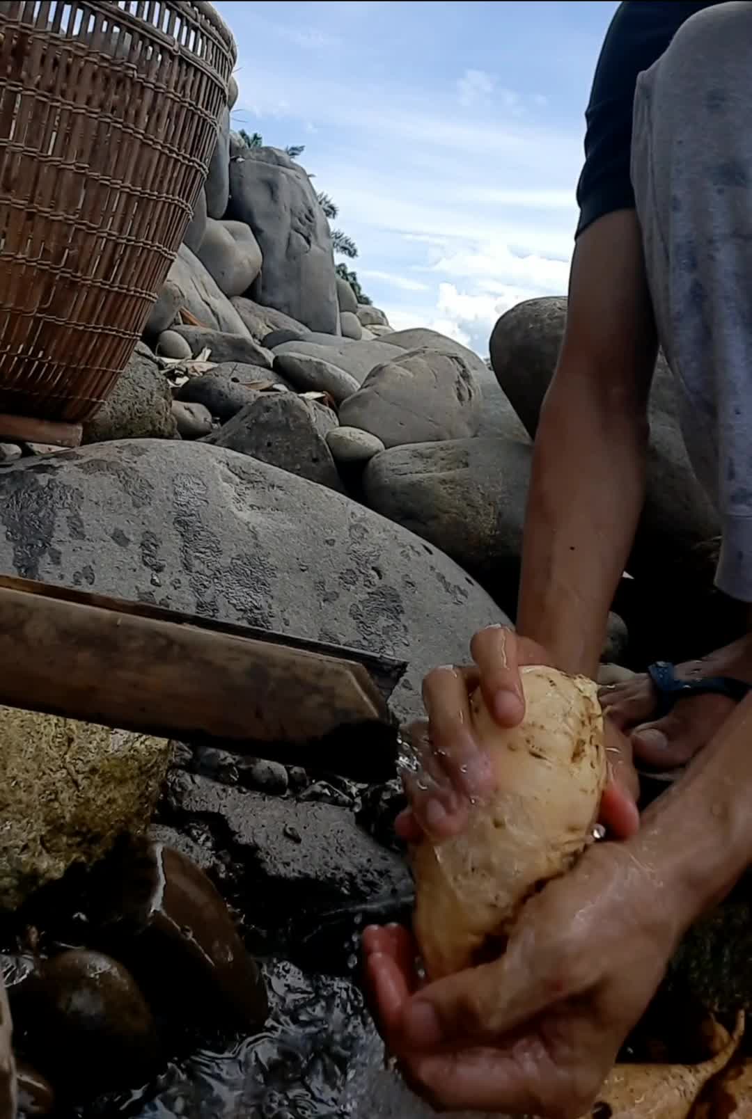 Membasuh ubi di pinggir sungai