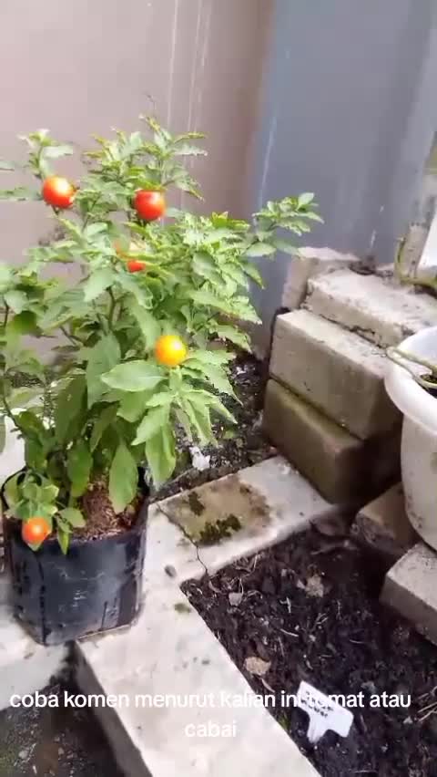 Tomat apa cabai
