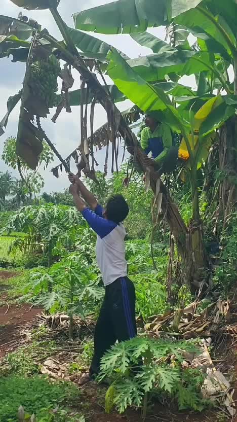 maling pisang #videolucu  #komedi  #lucu 