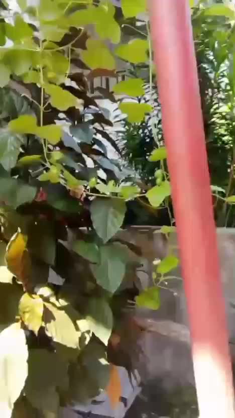 Bush aneh di kebun shaka. Ada yang tau apa namanya
