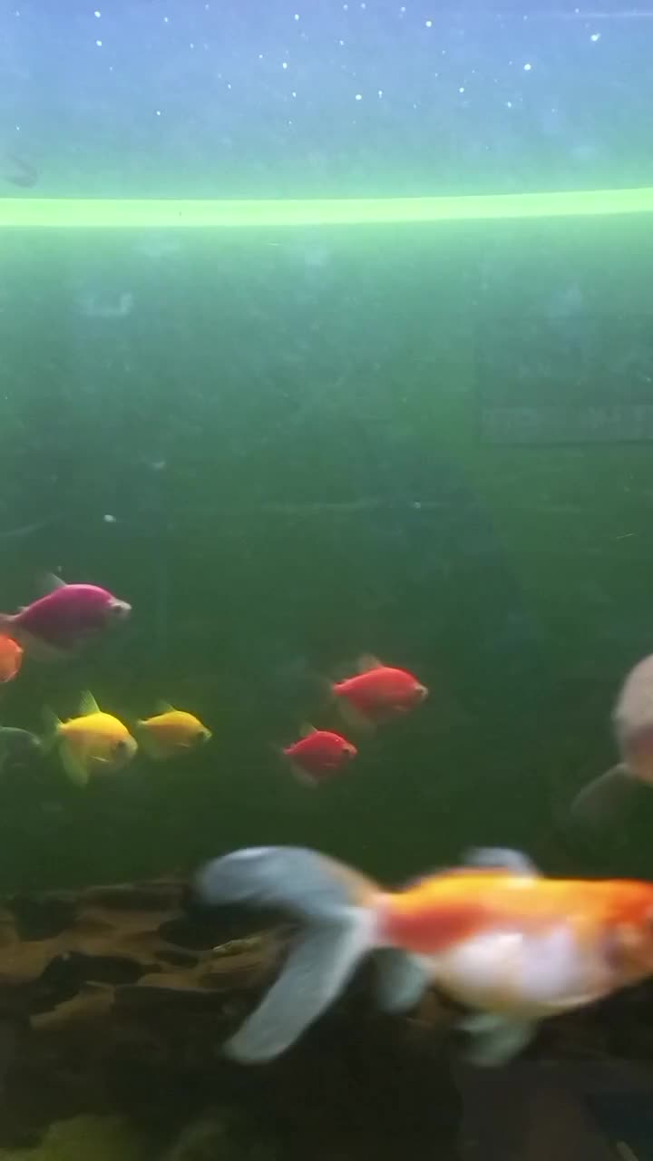  #pecinta ikan hias