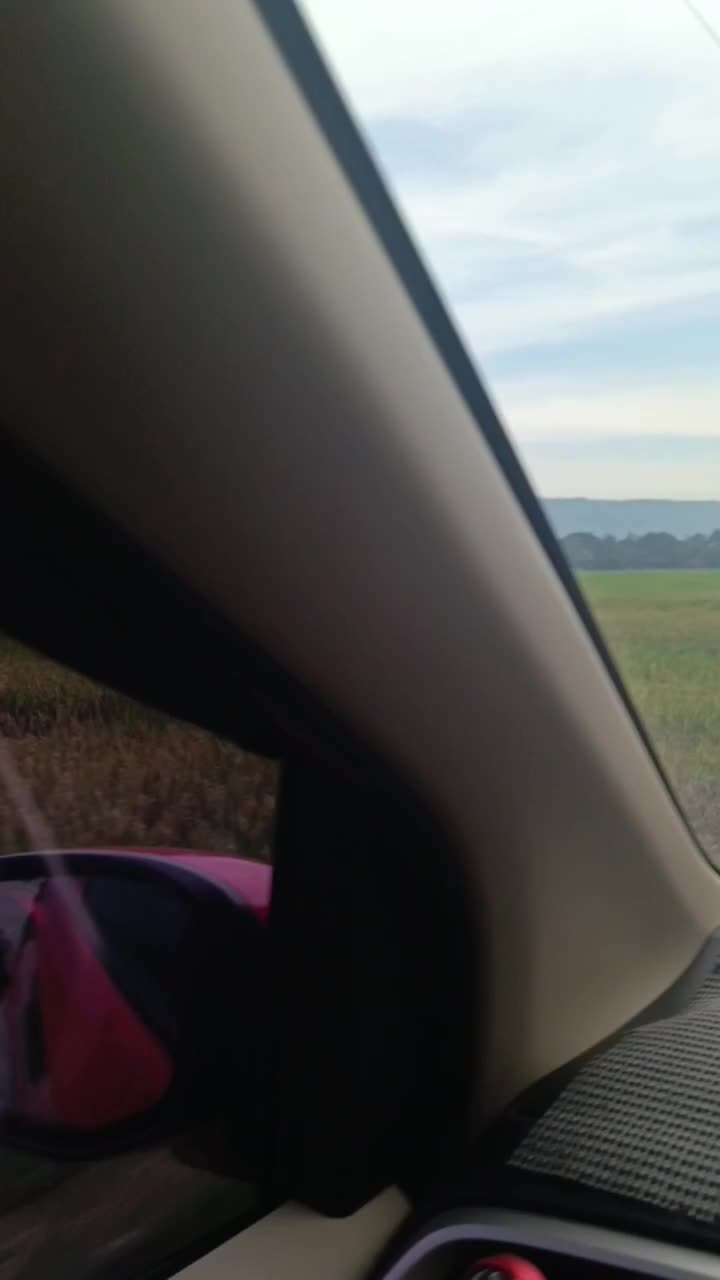 lihat indahnya sawah kita bentar lagi kita panen beras