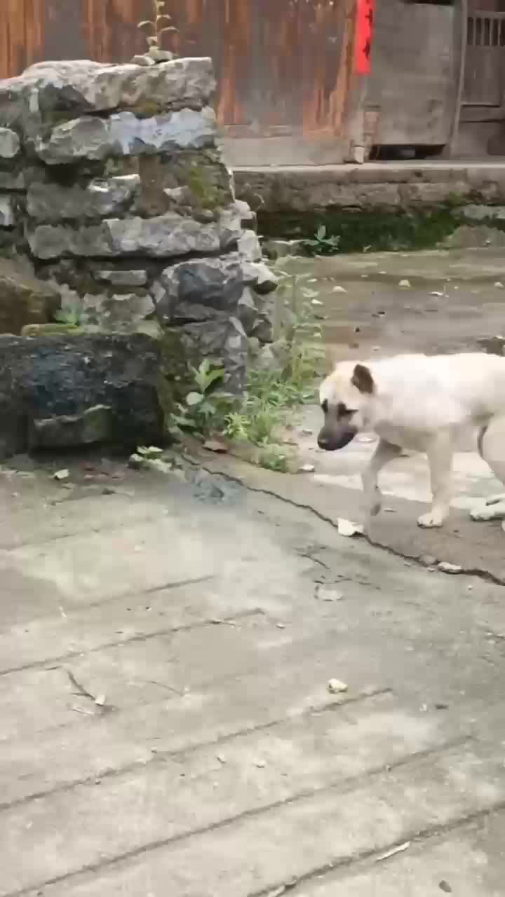 akibat keseringan begadang... ??



 #barongsai #hiburan #ngakak 