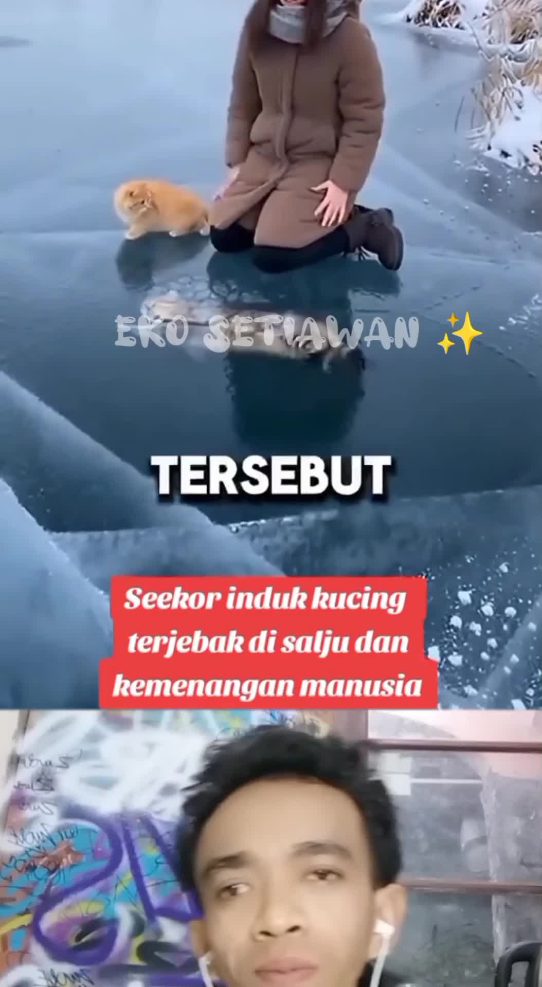 seekor induk kucing terjebak di salju yang beku😱😱😱😱