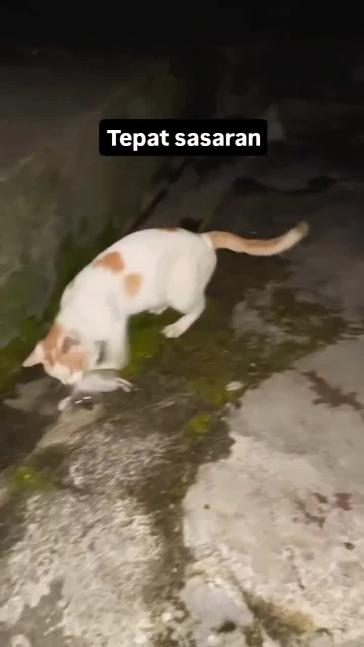 Kena muka
#Fyp #kucing #kucingindonesia #videoviral #videolucu #videongakak #ngakak #lucu #like #dagelan #HOT