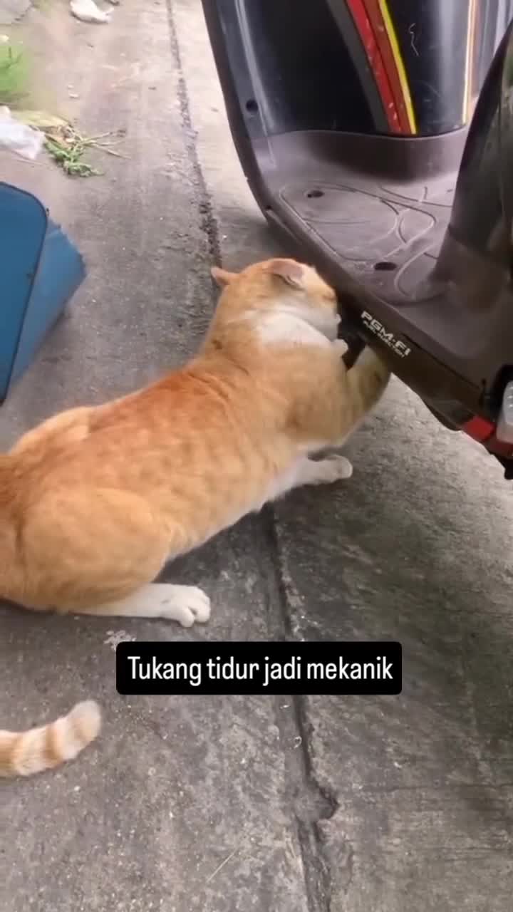 So tahu..
#Fyp #kucing #kucingindonesia #videoviral #videolucu #videongakak #ngakak #lucu #like #dagelan 