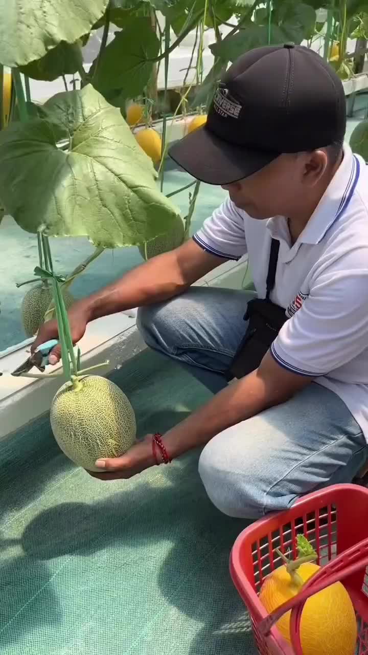 melon kualitas terbaik