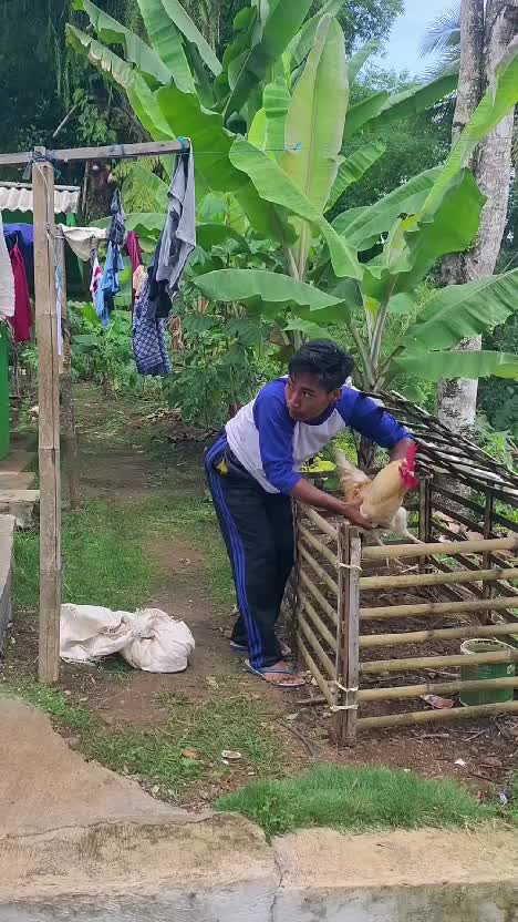 maling ayam #videolucu  #lucu 