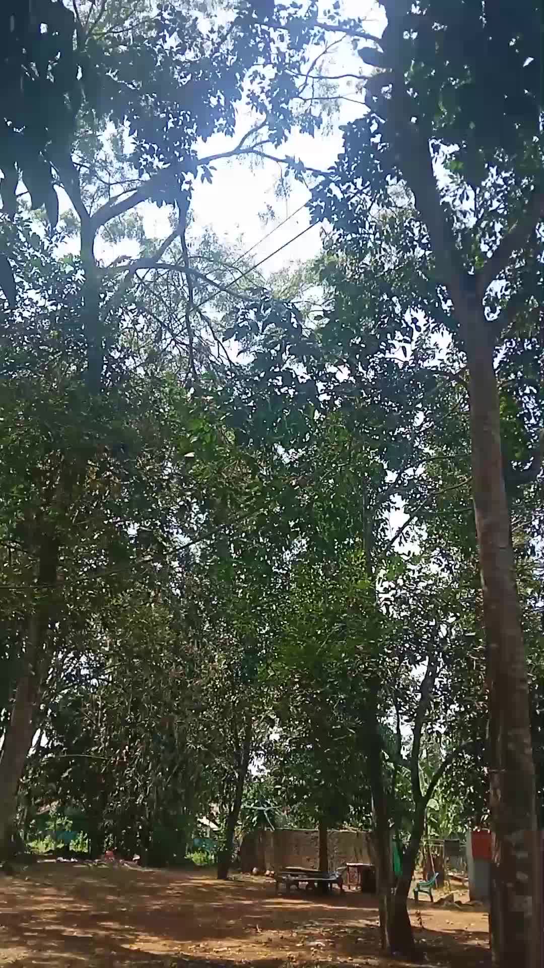 buah kecapinya banyak yang berjatuhan