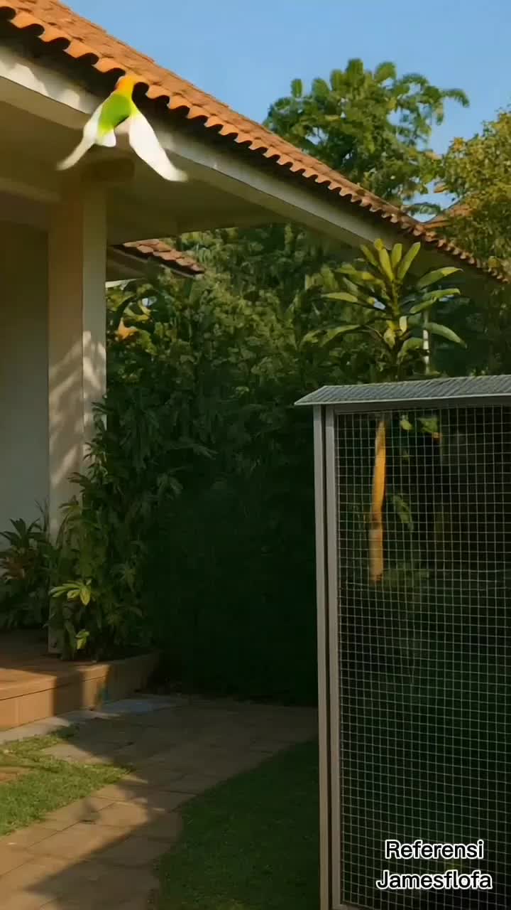 Lovebird Terbang Ke Atas Genteng.

Seorang wanita terlihat riang melihat pesona burung lovebird terbang ke atas genteng.  #burung  #lovebird