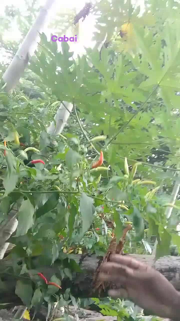Cabai 

#palawija 