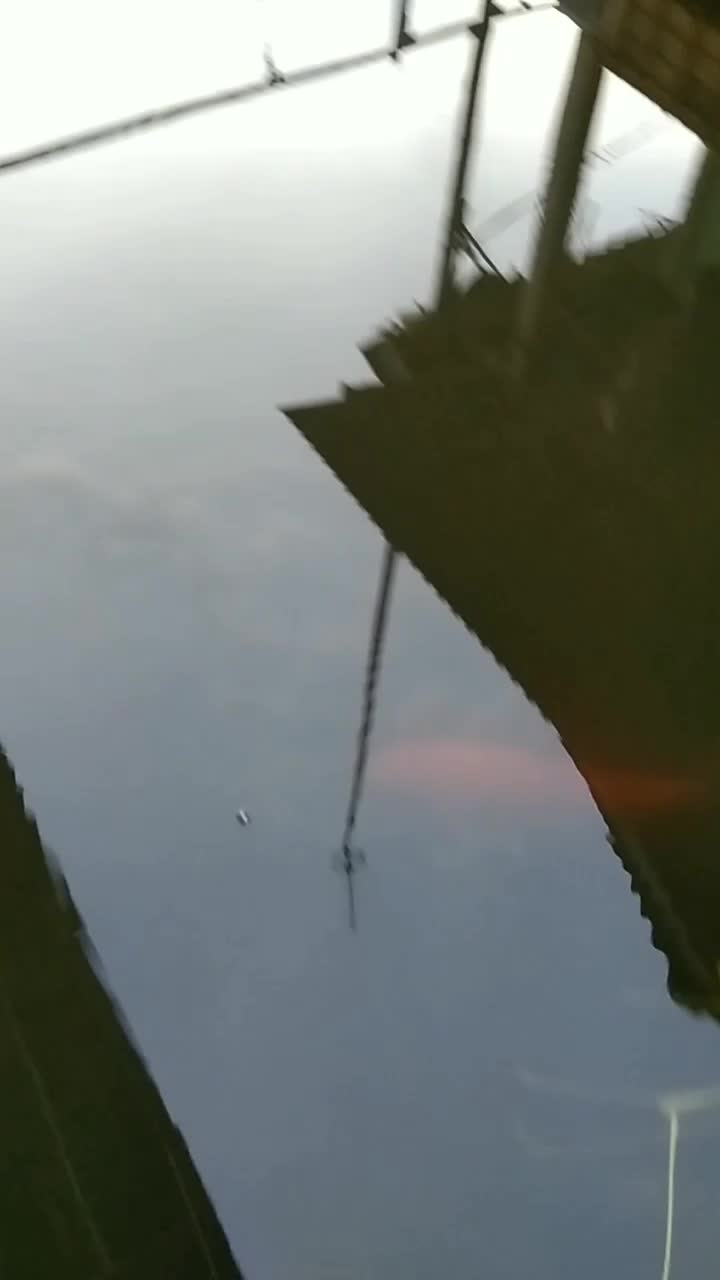 ikan koi seharga 1juta
 #short  #HOTrctiplus  #RCTIPlus 