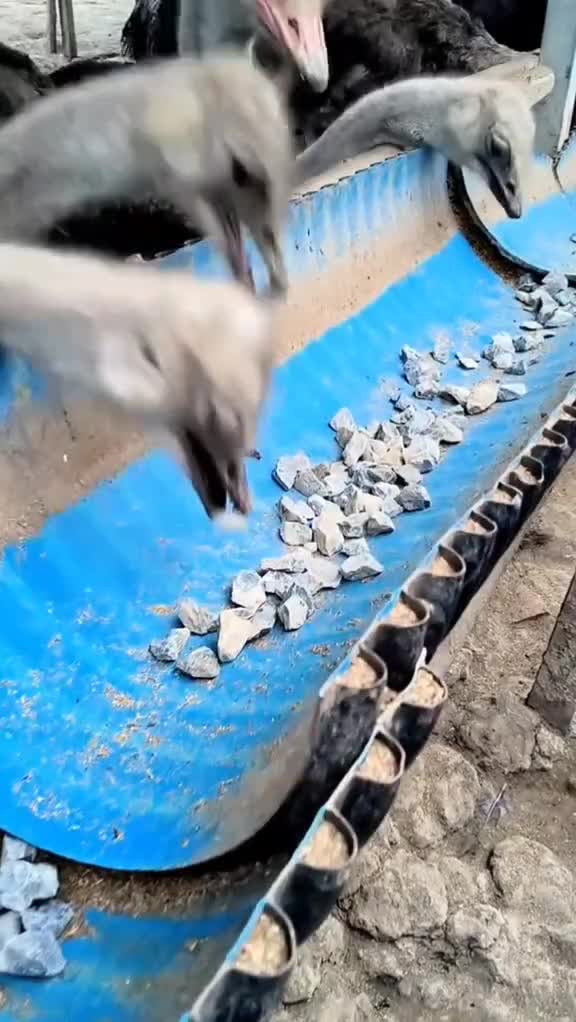 doyan banget makan batu 