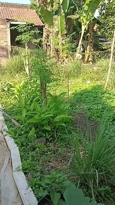 Petik sayuran di kebun, untuk bikin sayur asem #Berkebun #beternak #hidupdidesa #suasanapedesaan 