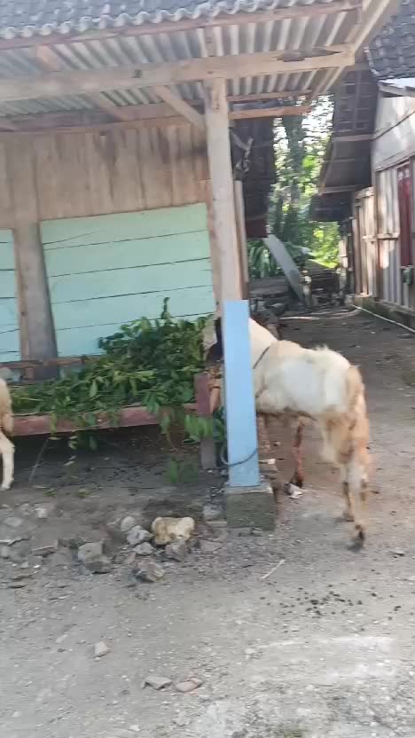 Selamat Hari Raya Idul Adha #fyp #fypviral #HOTrctiplus #RCTIPlus #viral #rcti #rigelagency