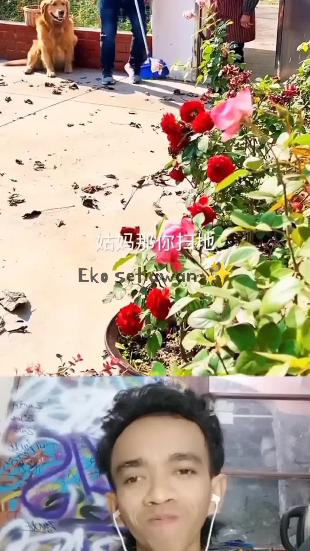 tiap pagi anjing ini di ladang memanen sayur bersama nenek??