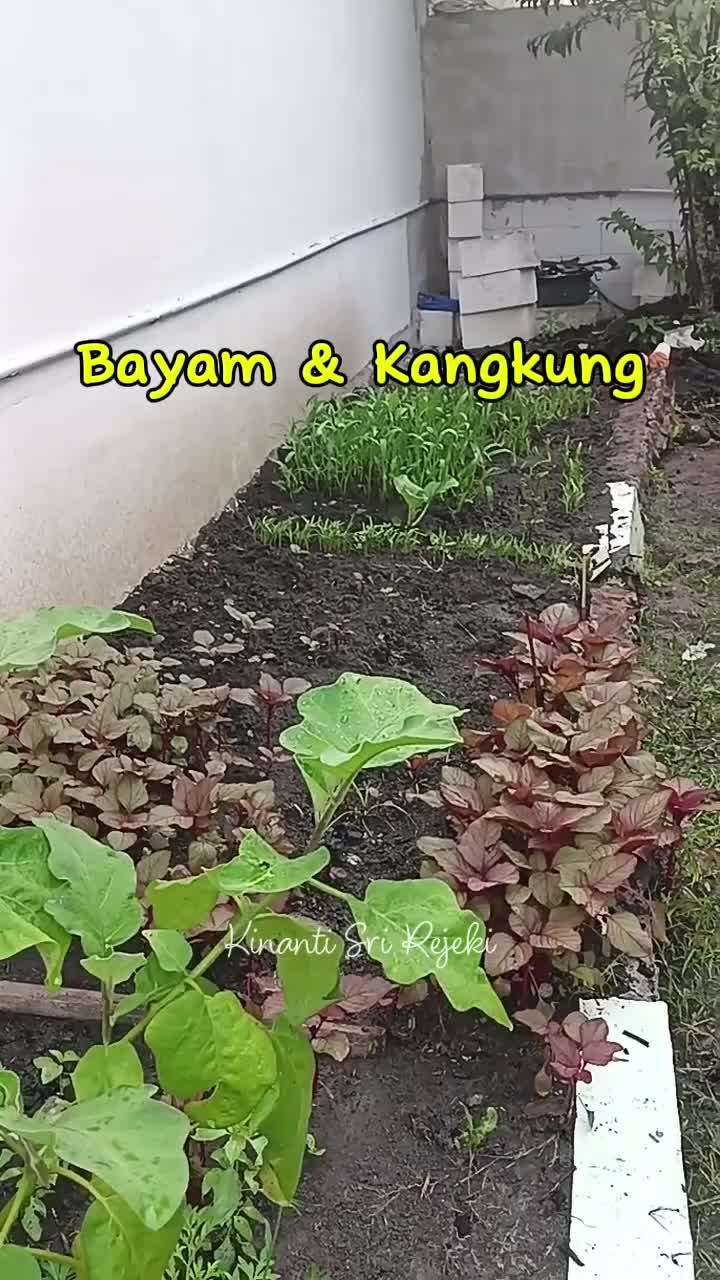 Spill koleksi sayuran di kebunku
#HOTrctiplus #RCTIPlus #shortplus #shorts #Berkebun #berkebundirumah #gardening 