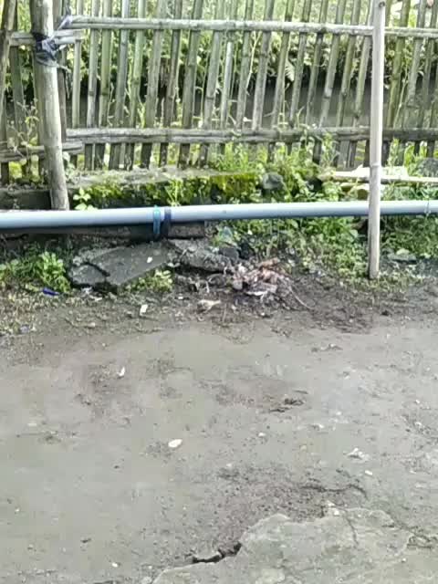 lagi nyari makan  #short  #HOTrctiplus  #RCTIPlus 