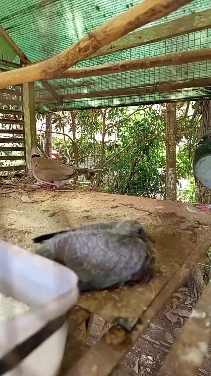anak burung merpati dan puter