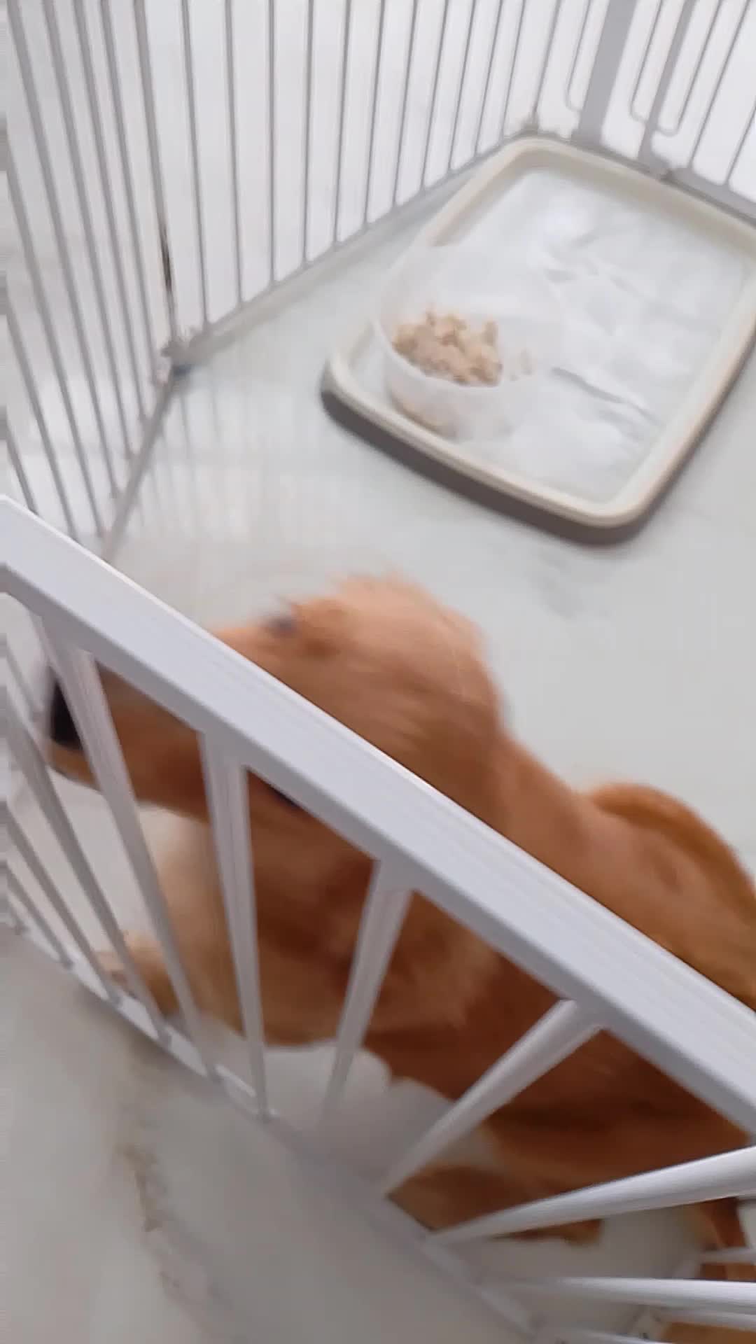 Alaska malamute and Golden reciper 
this is my popet
 #happy doggy #alaskamalamout