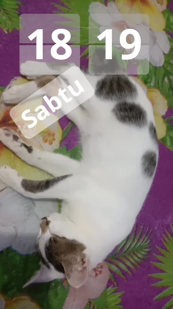 si empuss bobok cantik