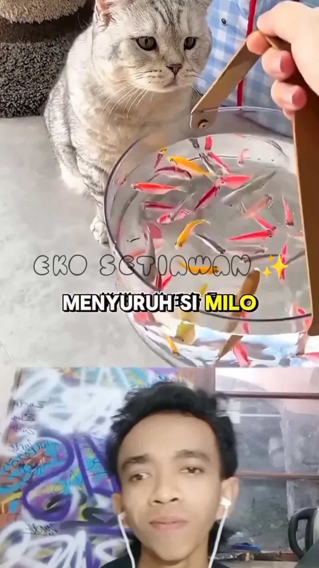 kucing Milo sedang merayakan ulang tahun nya??