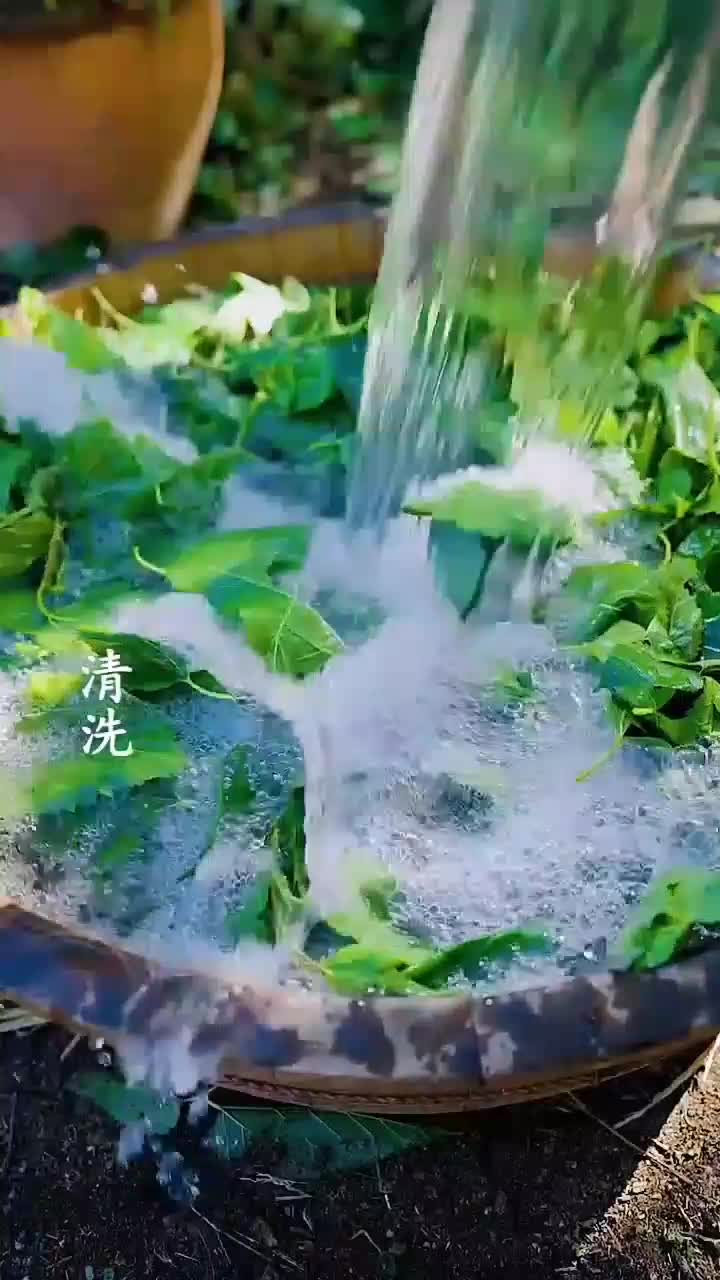 Siapa Sangka Daun Bisa Jadi Cincau Hijau Kenyal