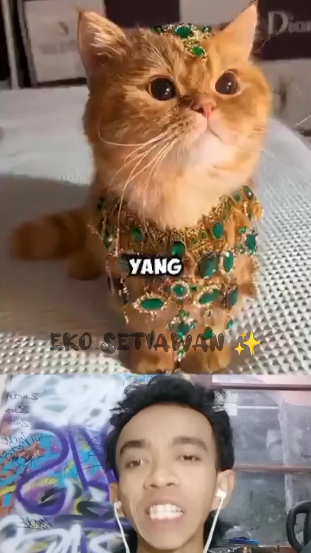 kucing ini suka banget pakai perhiasan ???