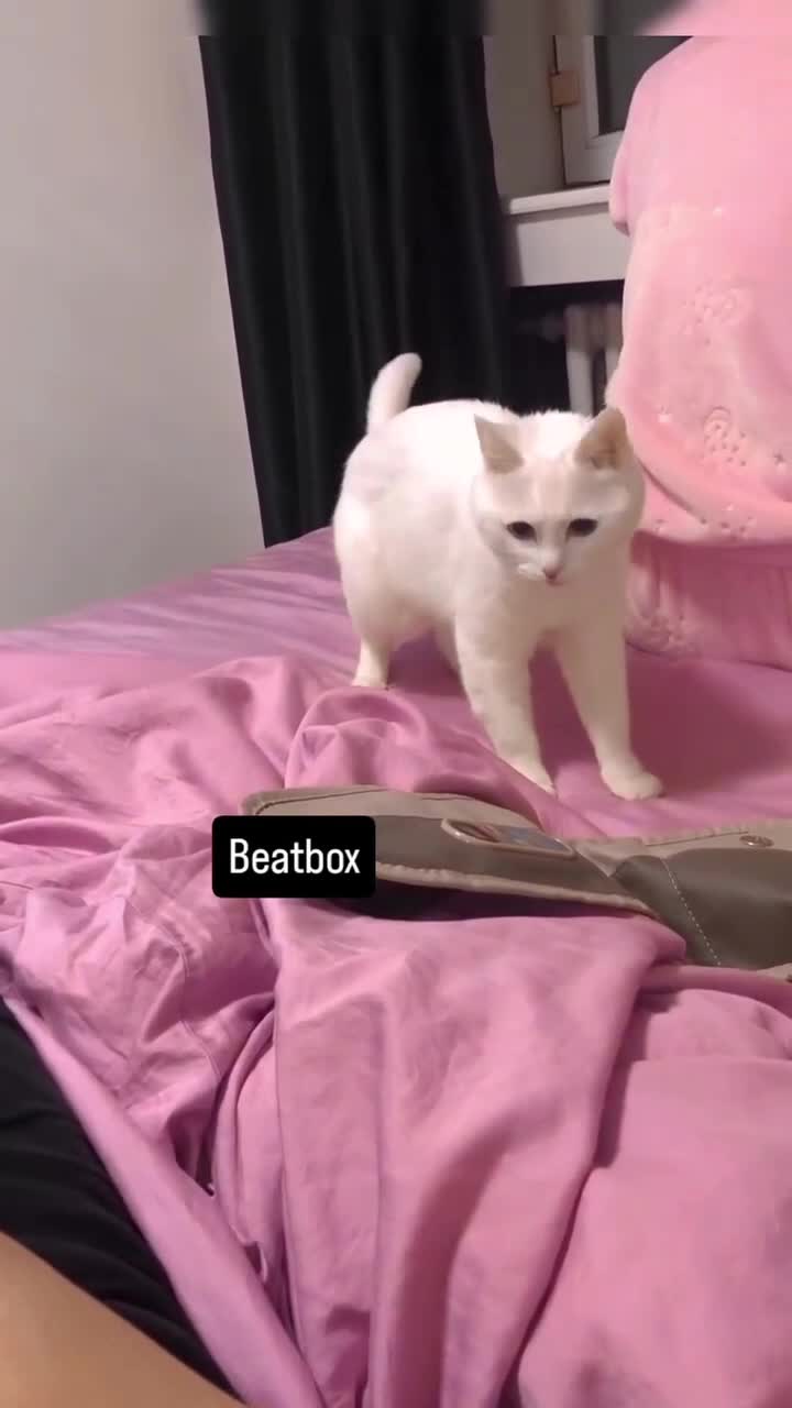 Mau tampil
#Fyp #kucing #kucingindonesia #videoviral #videolucu #videongakak #ngakak #lucu #like #dagelan #HOT