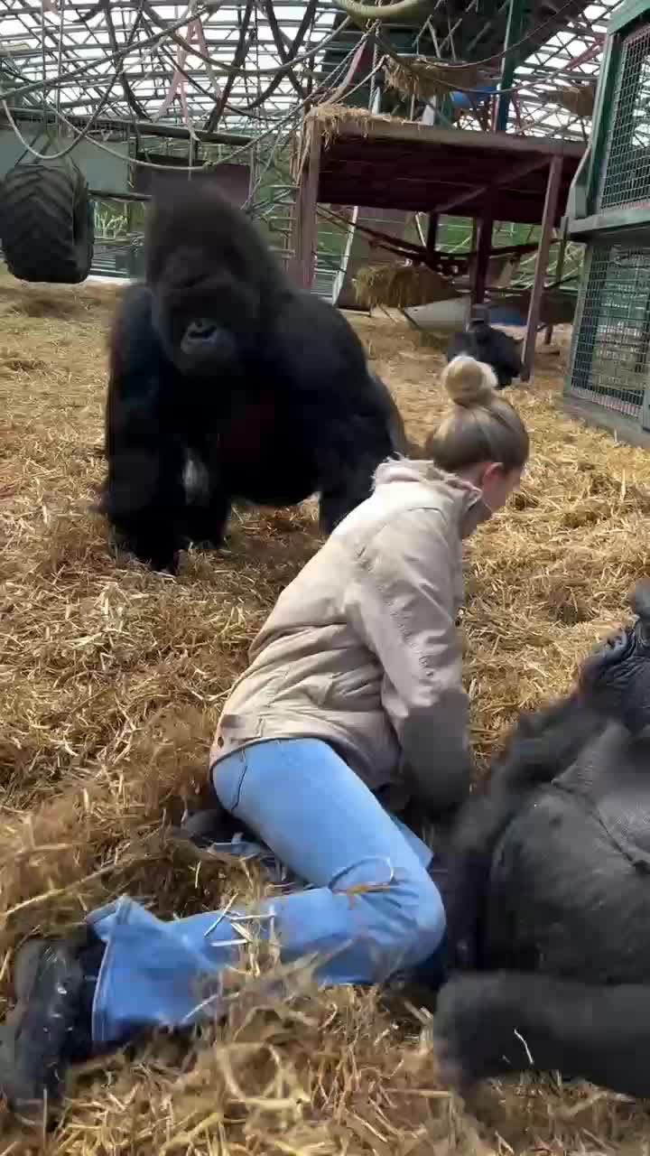 bersahabat

 #videolucu
