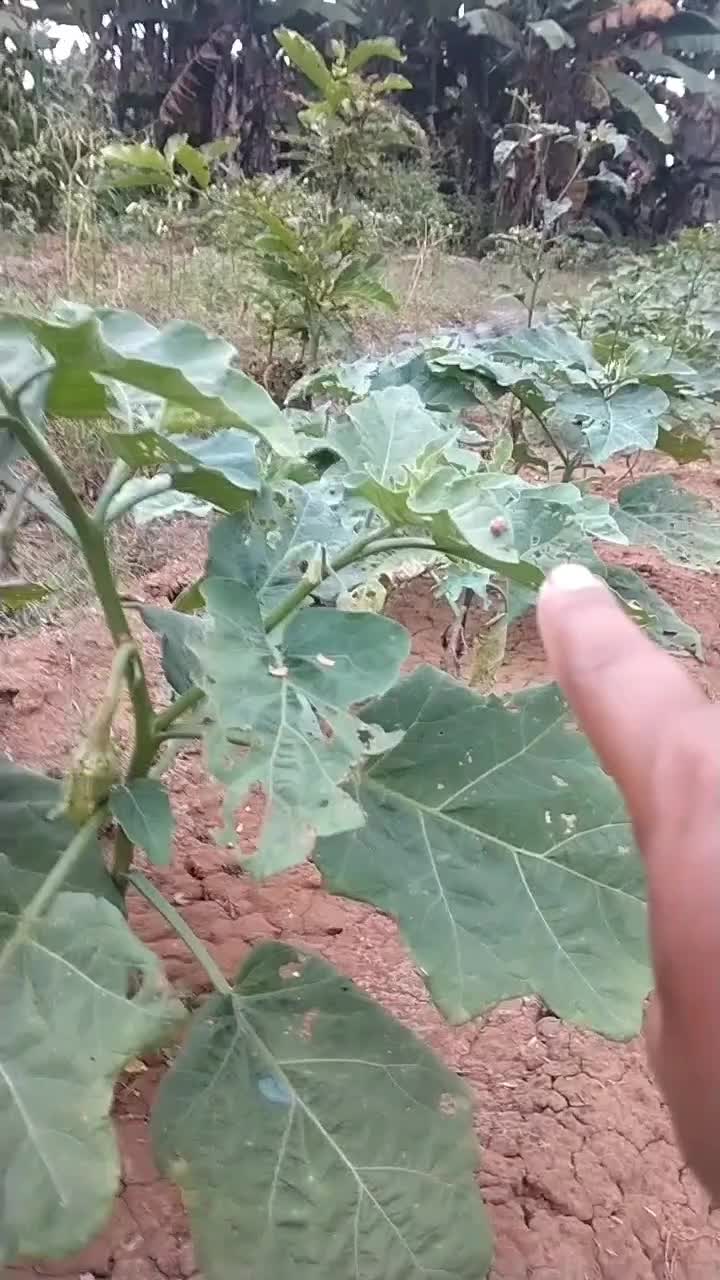 Terong Yang dimakan Hama