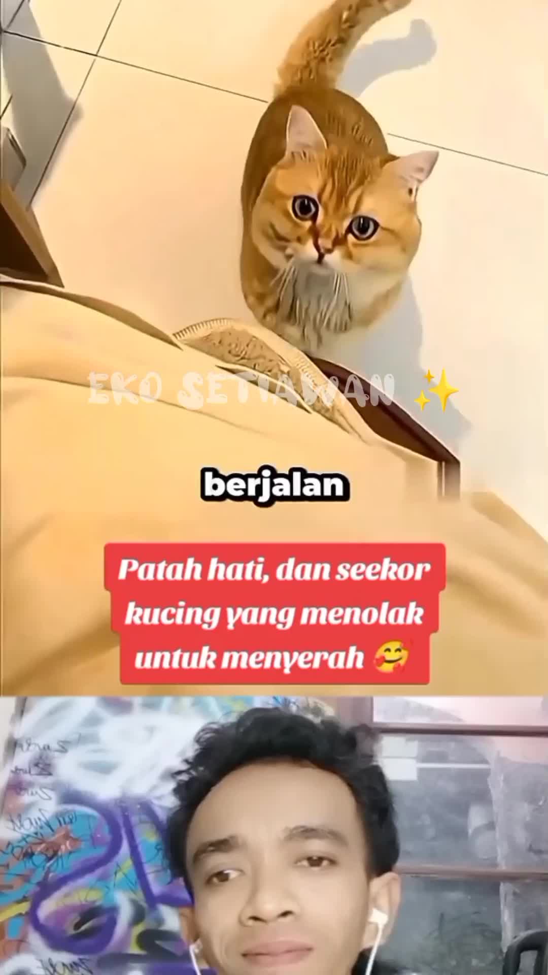 kucing ini memberikan semangat untuk majikannya yang sedang sedih?