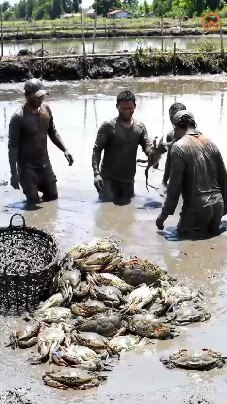 menangkap kepiting besar 