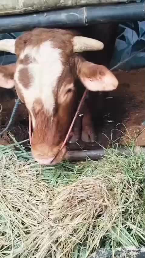 sapinya gemoy gemoy