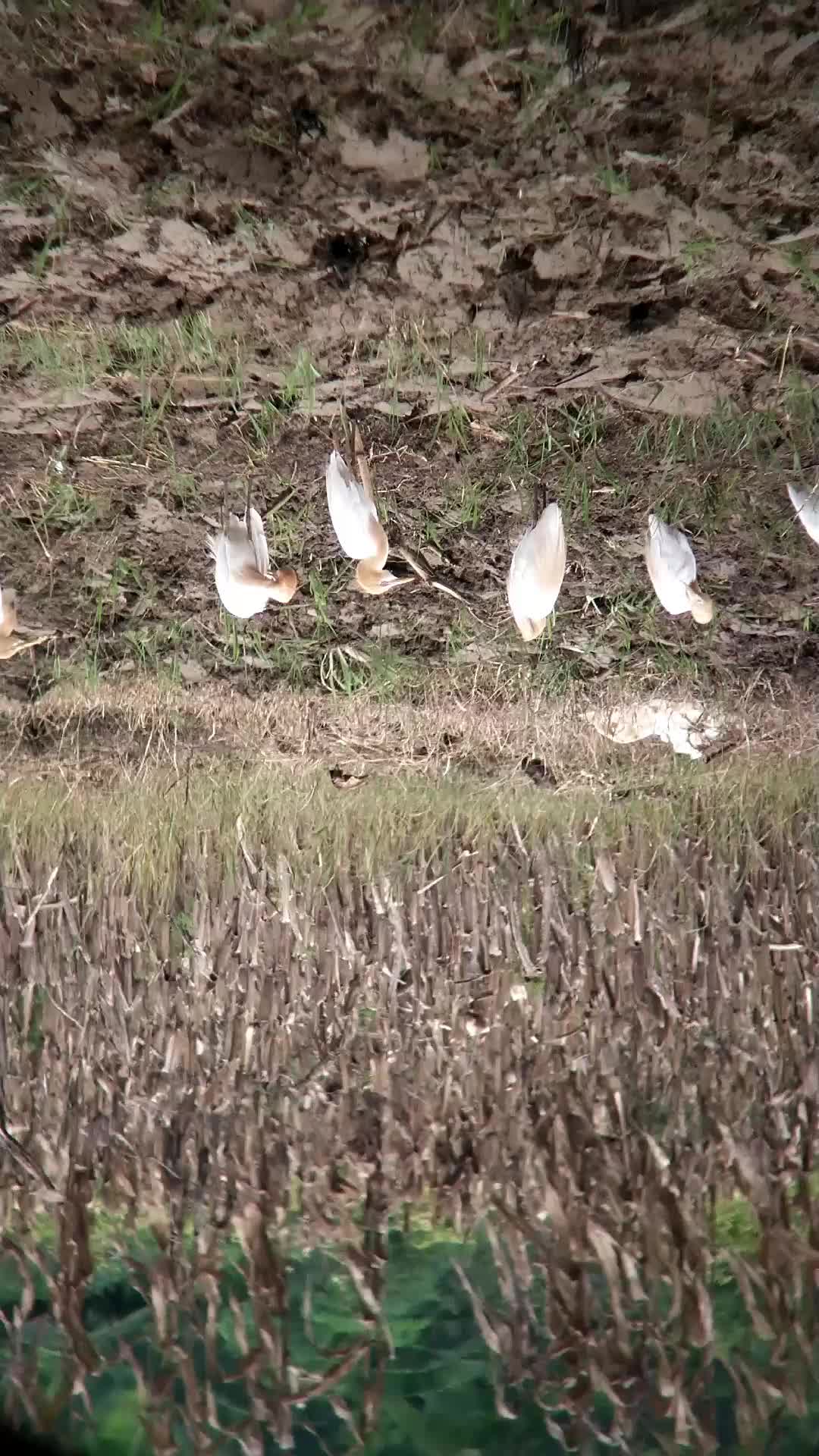 BAKAL MENYESAL JIKA TIDAK MELIHAT VIDEO INI SAMPAI AKHIR, HEWAN INI AKAN MELAKUKAN HAL DILUAR NALAR 🧐 
 #burungkicau  #burungkicau  #perangk