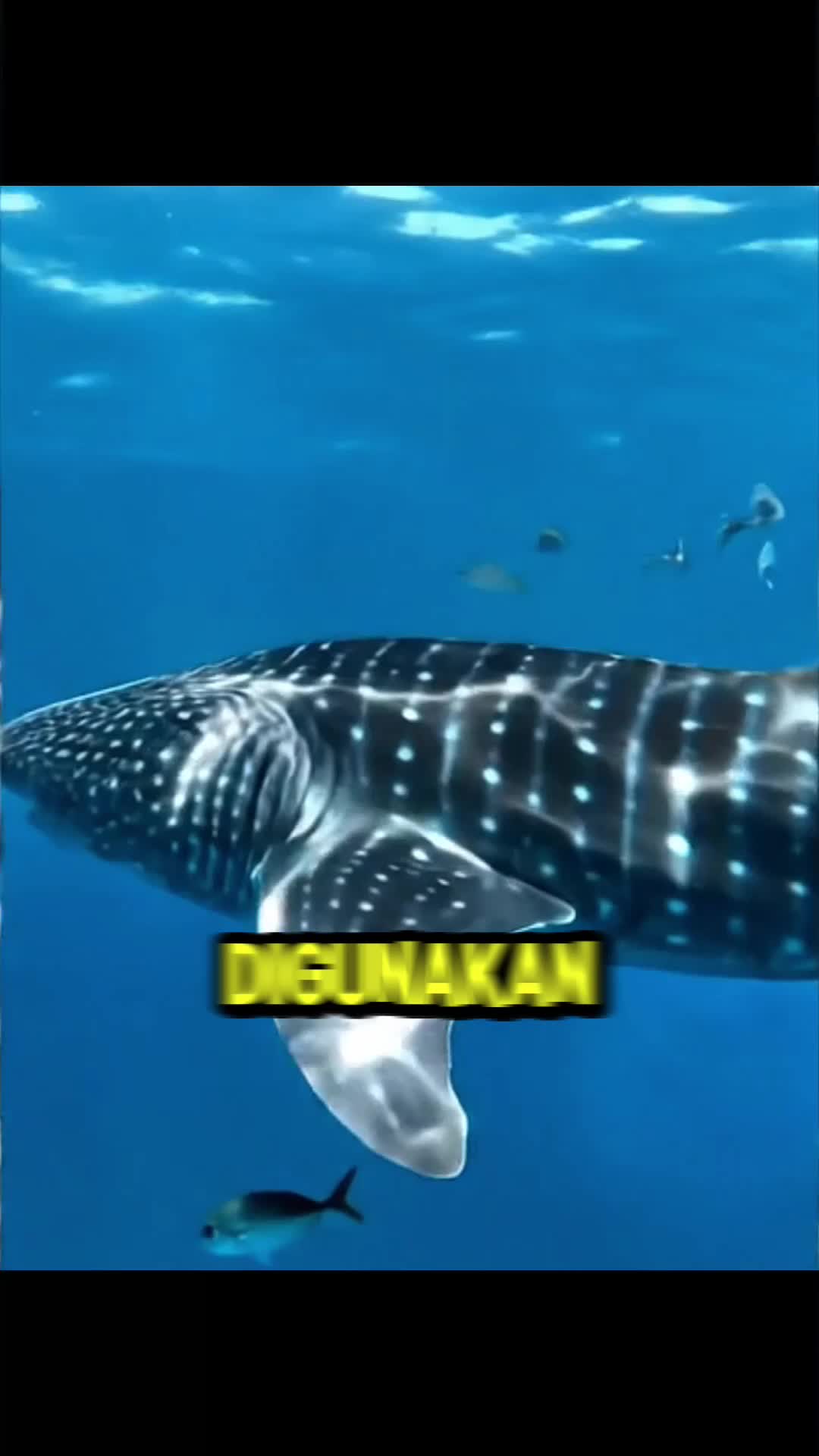 cover-image