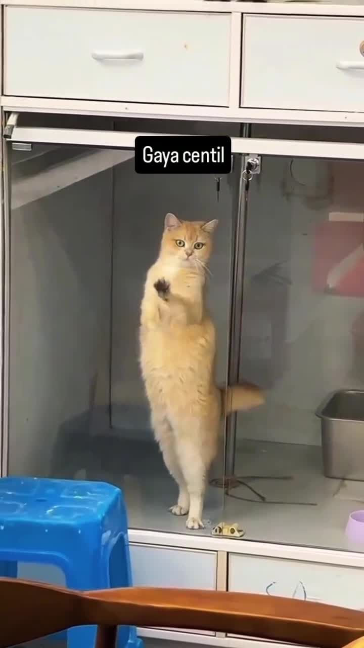 Kode...
#Fyp #kucing #kucingindonesia #videoviral #videolucu #videongakak #ngakak #lucu #like #dagelan #HOT