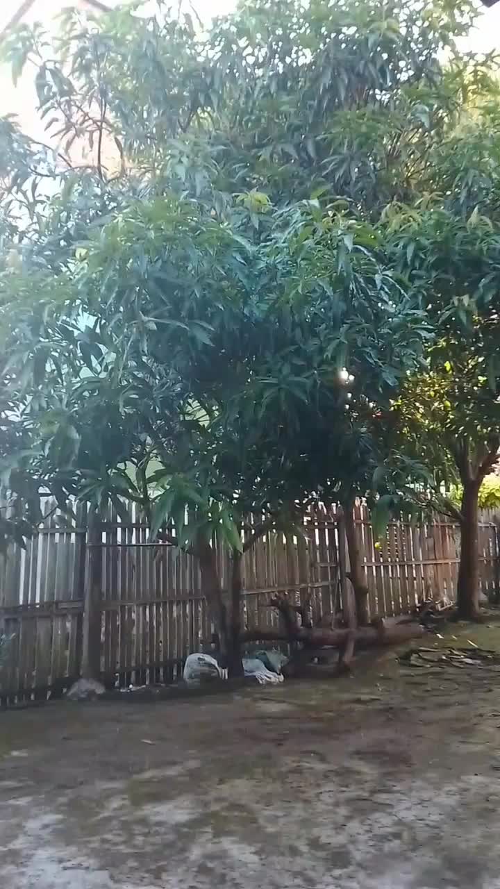 pohon mangga 
