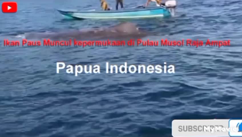Ikan Hiu Paus muncul kepermukaan di Pulau Misool Raja Ampat Papua Barat daya