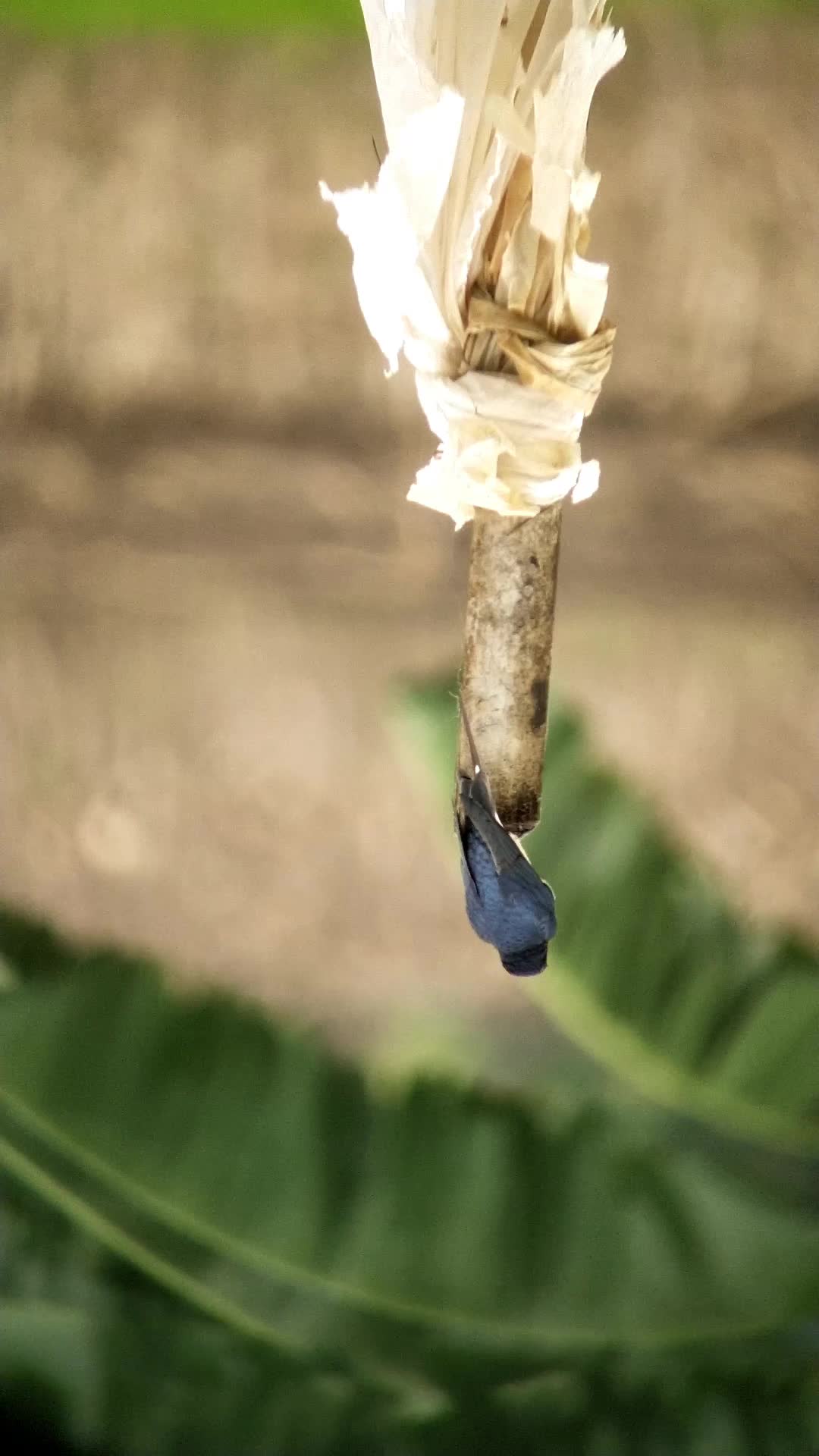 BAKAL MENYESAL JIKA TIDAK MELIHAT VIDEO INI SAMPAI AKHIR, HEWAN INI AKAN MELAKUKAN HAL DILUAR NALAR 🧐 
 #burungkicau  #burungkicau  #perangk